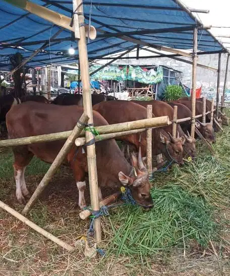 25 ekor sapi bali 300kiloan untuk pedagang kurban 2026 sistem kiloan