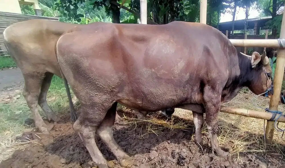 25 ekor sapi bali 300kiloan untuk pedagang kurban 2026 sistem kiloan