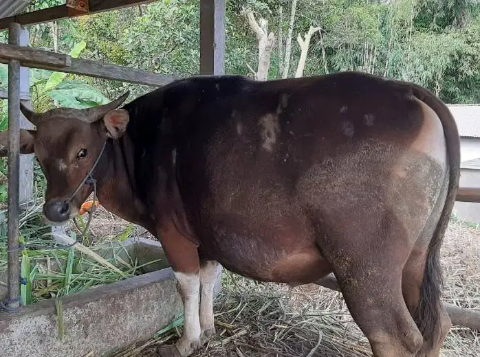 25 ekor sapi bali 300kiloan untuk pedagang kurban 2026 sistem kiloan