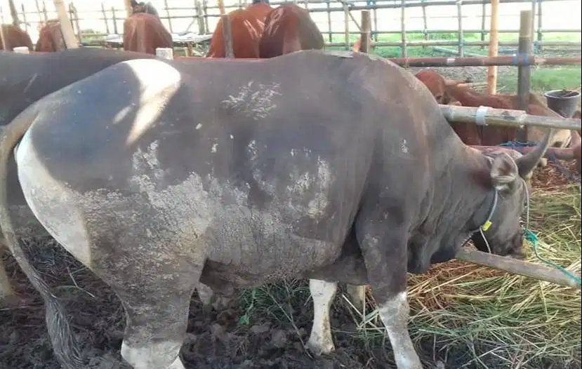 paketan 25 ekor sapi bali 300kiloan buat pedagang kurban 2026 kiloan