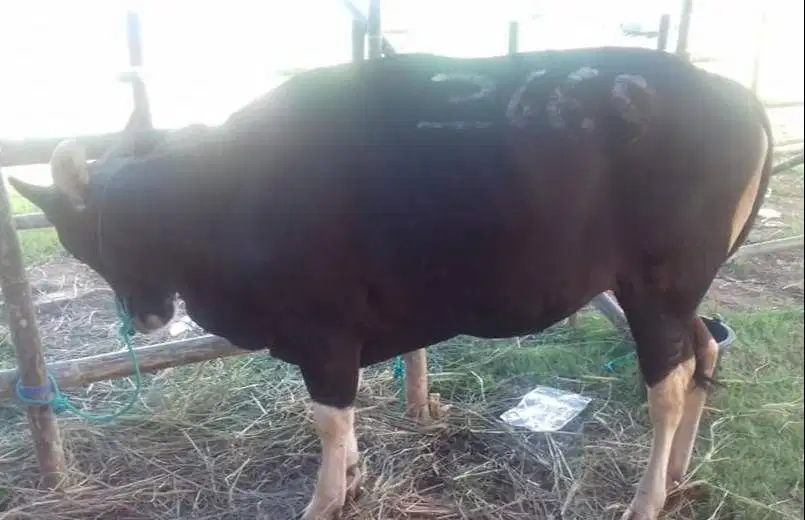 paket 25 ekor sapi bali 300kilo buat pedagang kurban musiman 2026 puas