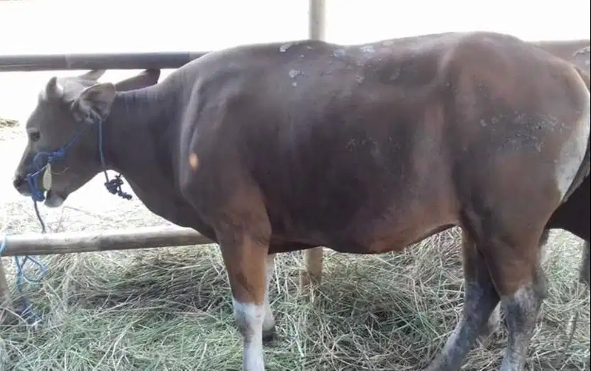 paket 25 ekor sapi bali 300kilo buat pedagang kurban musiman 2026 puas