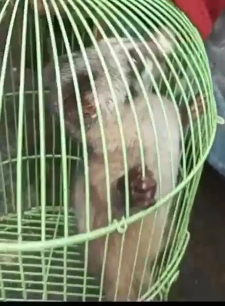 Musang pandan luak luwak