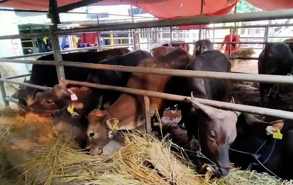 25 ekor sapi bali 300kiloan untuk pedagang qurban musiman 2026 manteb