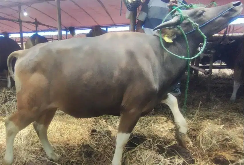 25 ekor sapi bali 300kiloan untuk pedagang qurban musiman 2026 manteb