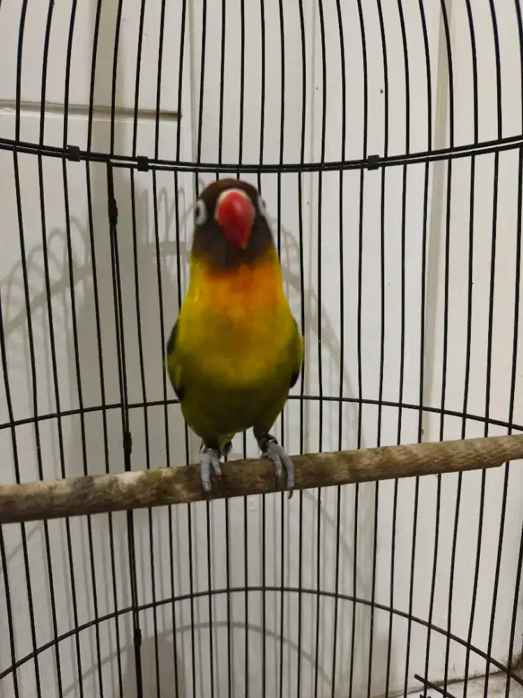 Lovebird jantan