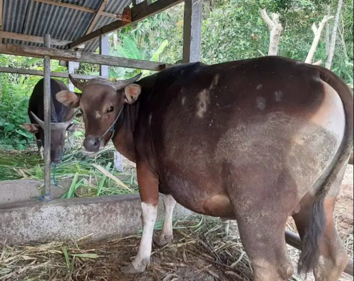 25 ekor sapi bali 300kiloan buat pedagang kurban musiman 2026 jamin ok