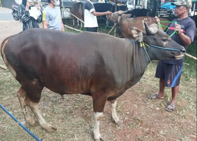 25 ekor sapi bali 300kiloan buat pedagang kurban musiman 2026 jamin ok