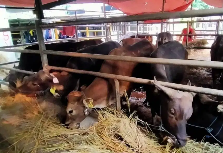 25 ekor sapi bali 300kiloan buat pedagang kurban musiman 2026 jamin ok