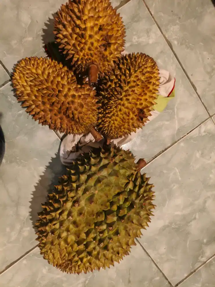 Montong chop chainam 70/kg & durian simas kuning