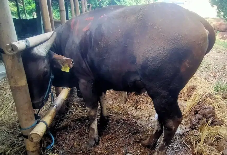 25 ekor sapi bali 300kiloan buat pedagang kurban musiman 2026 jamin ok