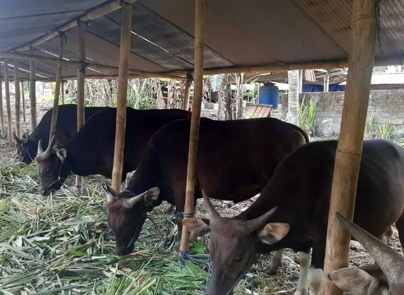 25 ekor sapi bali 300kiloan buat pedagang kurban musiman 2026 jamin ok