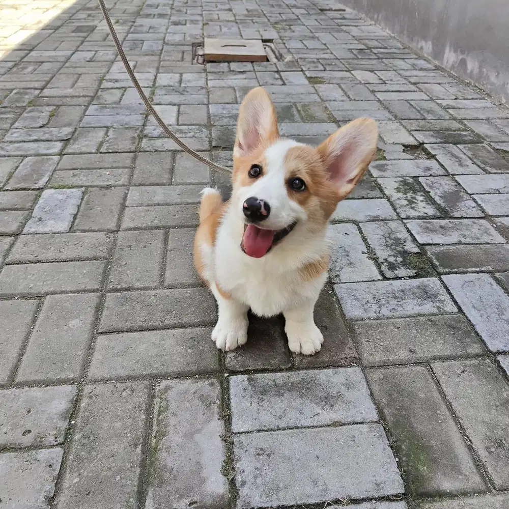 Jual corgi betina remaja anak import