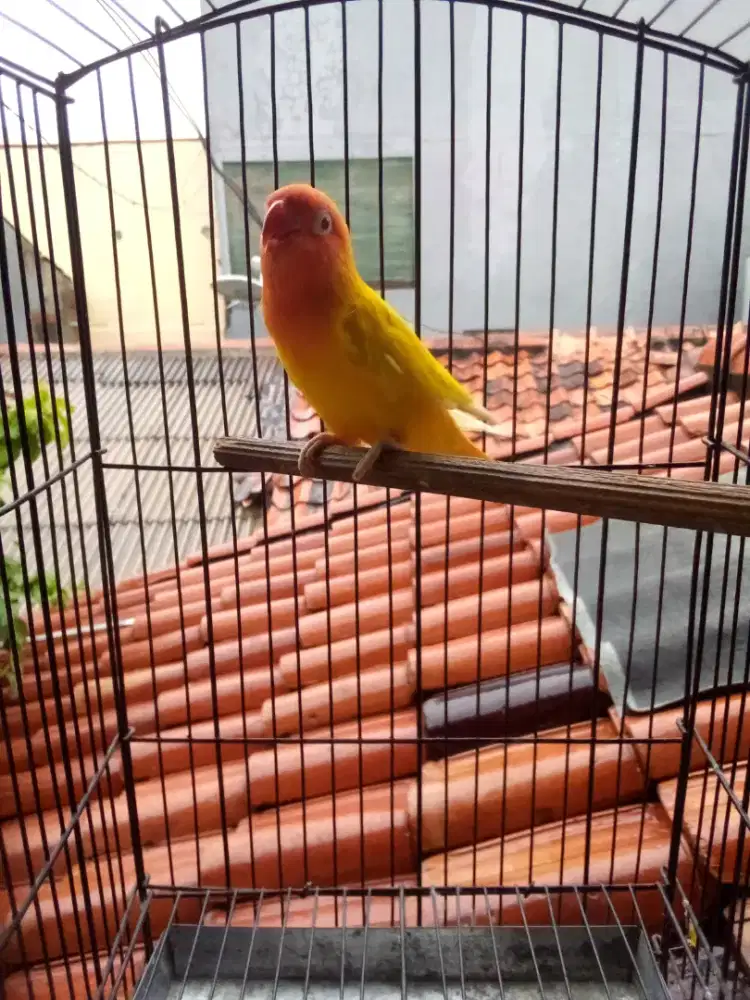 Lovebird Lutino MM