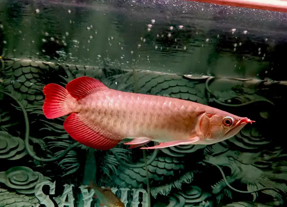 Ikan Arwana Super Red