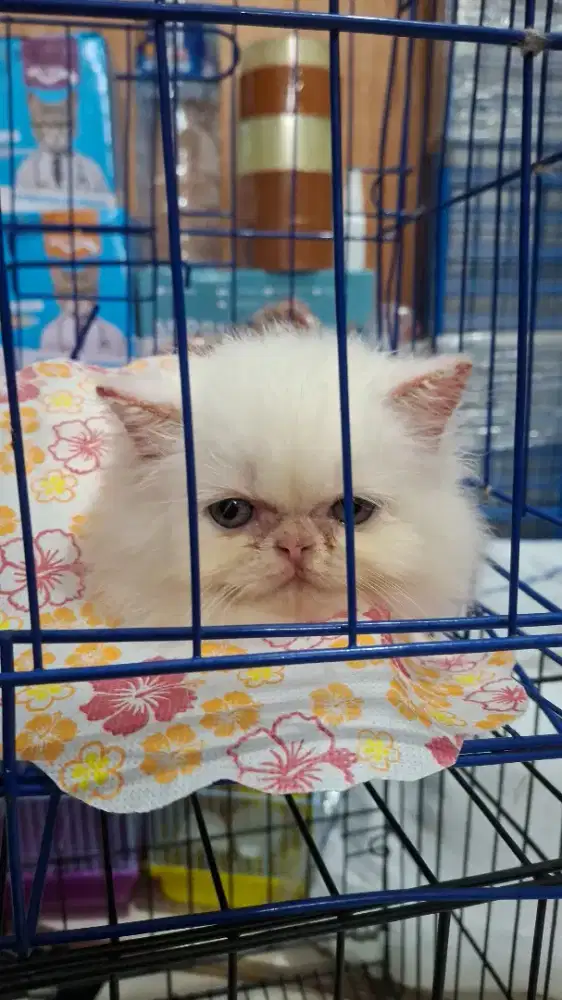 Persia putih lepaa adopsi ganti pakan