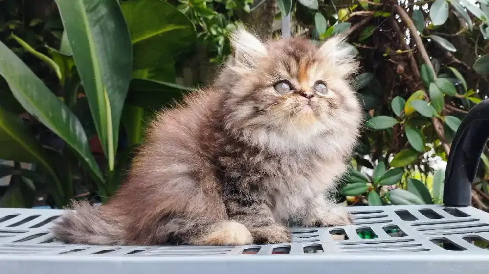 Kucing persia kitten