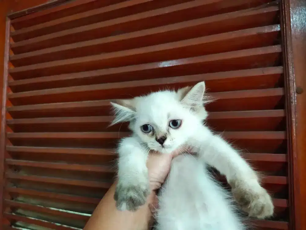 2 ekor anak kucing persia mix