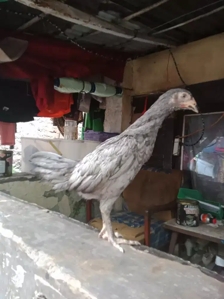 Ayam Bangkok betina murah