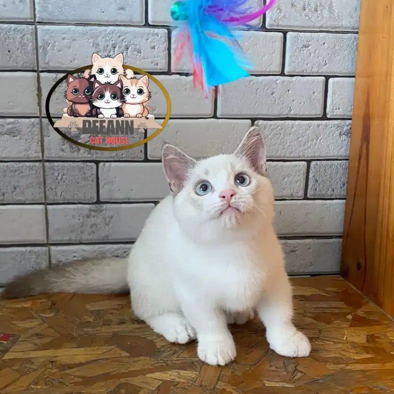Kucing Munchkin BSH Ragdoll Blue Eyes