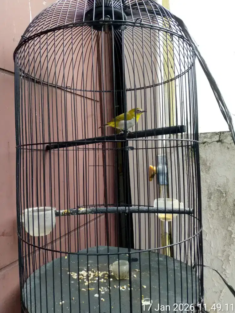 burung pleci buxtomi