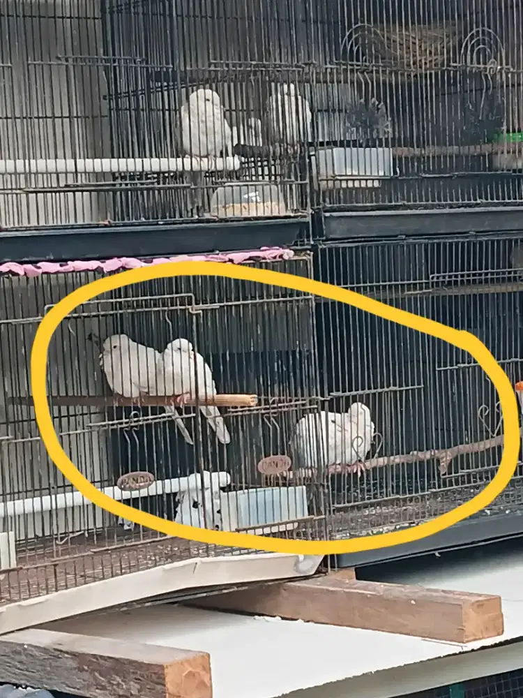 perkutut lurik siapa dternak monggo.