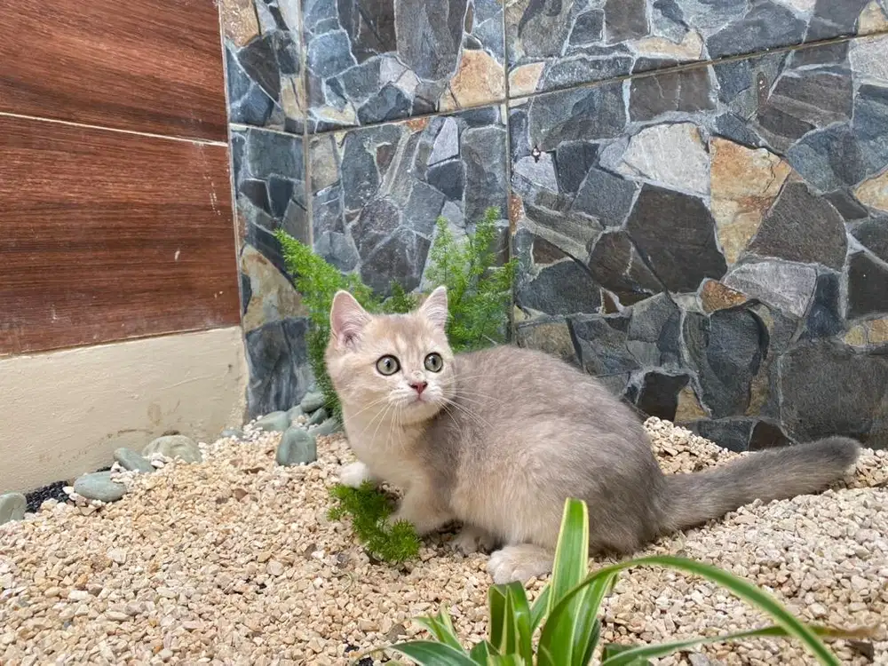 British shorthair betina