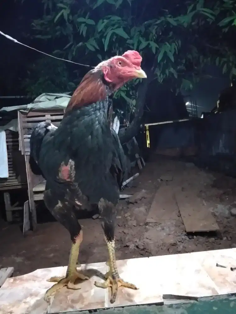 Ayam Phakoy Full Brakot