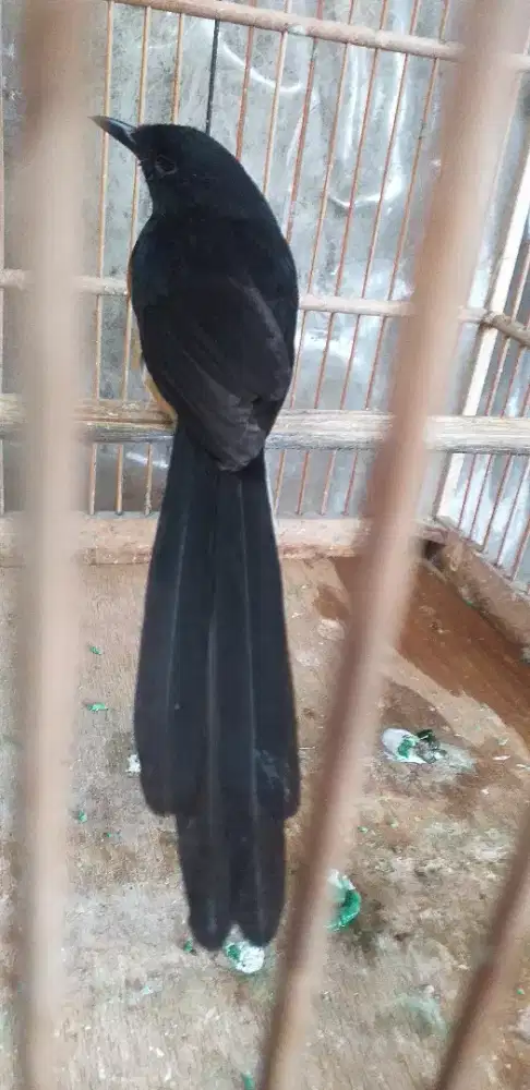 Di jual murai batu medan betina.