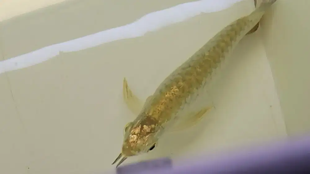 Ikan arwana crossback golden 24k gold head arowana malaysia