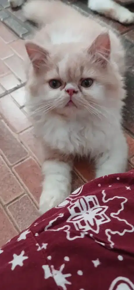 Kucing Persia peknose