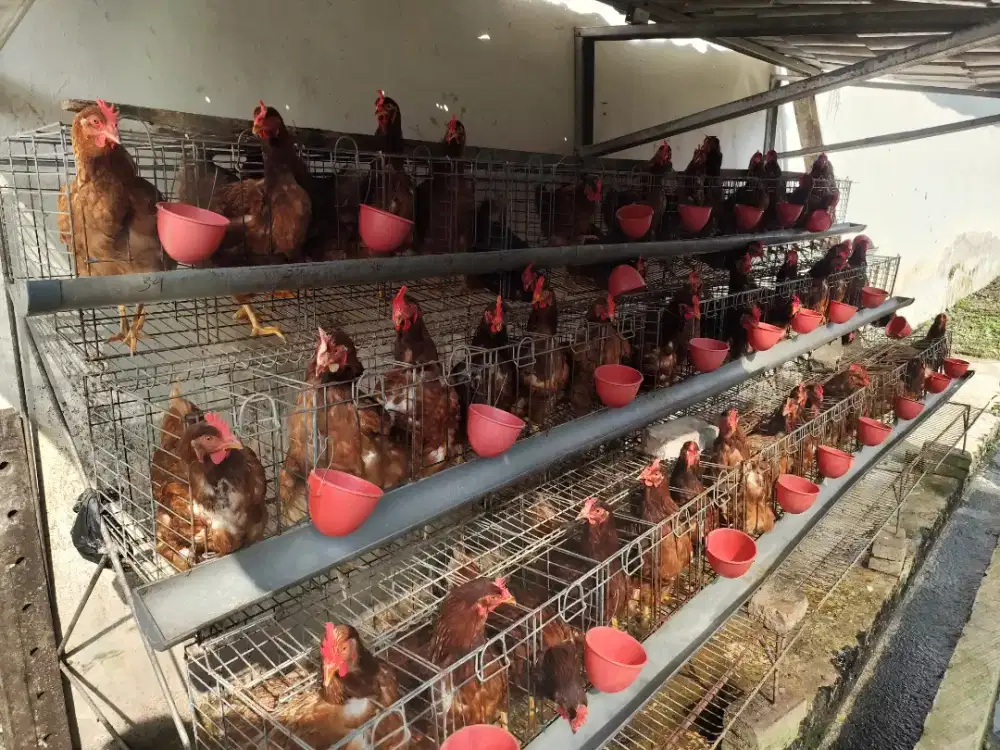 Jual ayam petelur usia 6 bulan