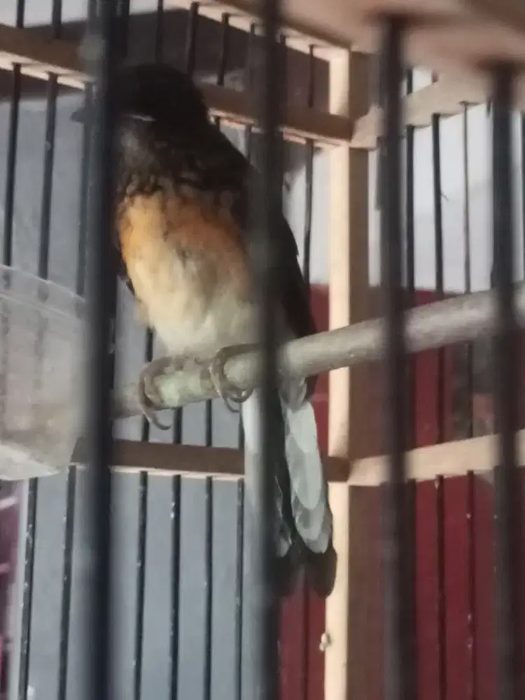 Murai Medan Anakan Trotol Jantan