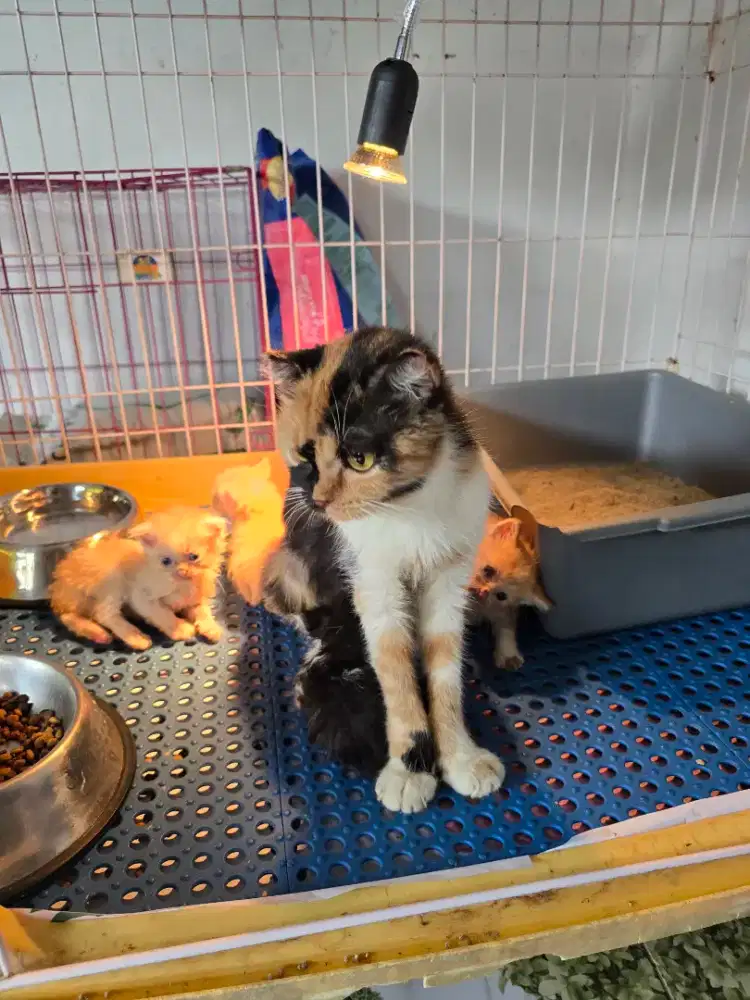 Kucing scottish fold gaelic munchkin cebol