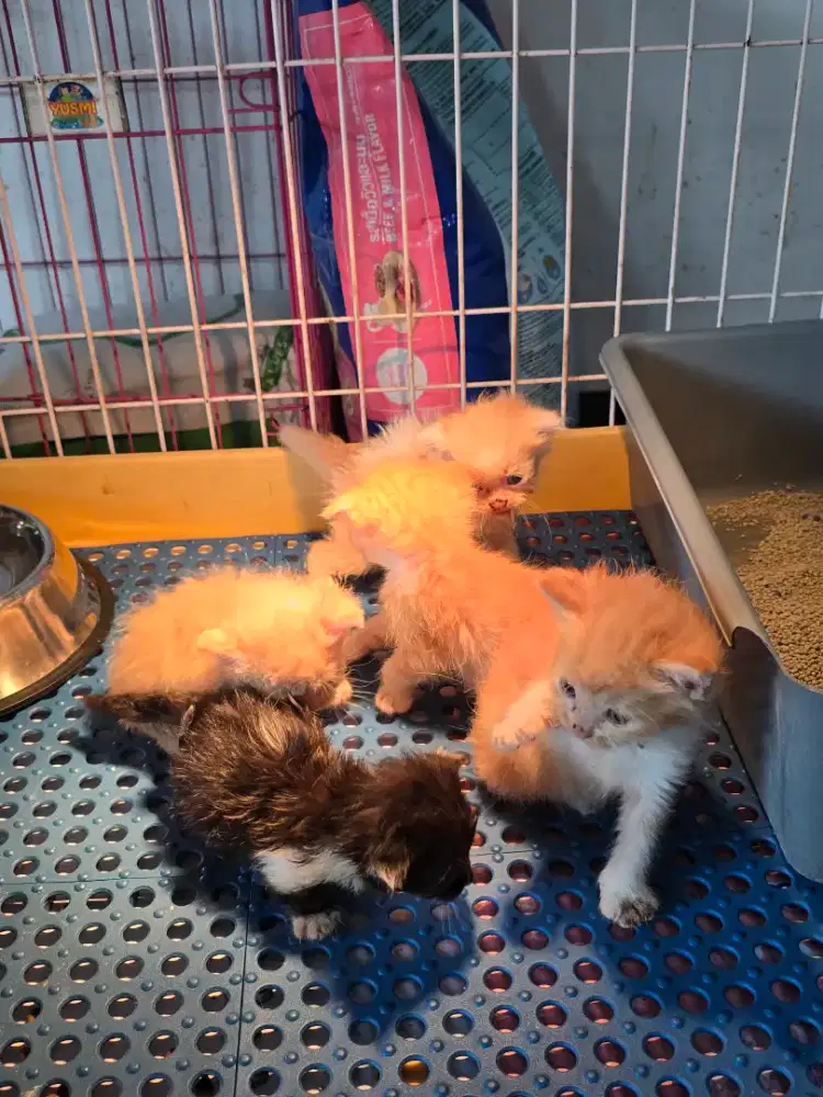 Borongan munchkin cebol scottish fold