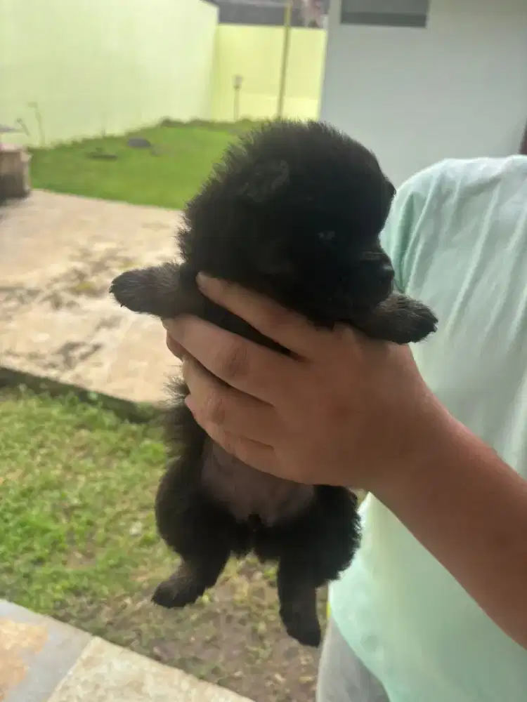 Anakan anjing minipom mini mungil gemesin