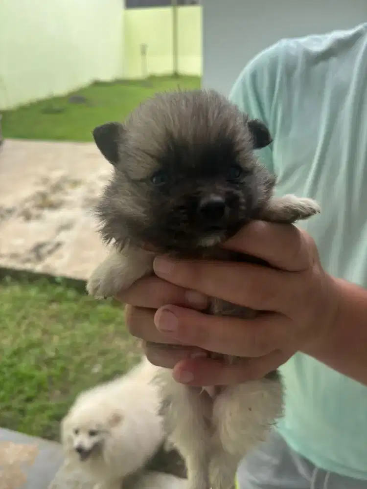 Anakan anjing minipom lucu gemuk gemesin