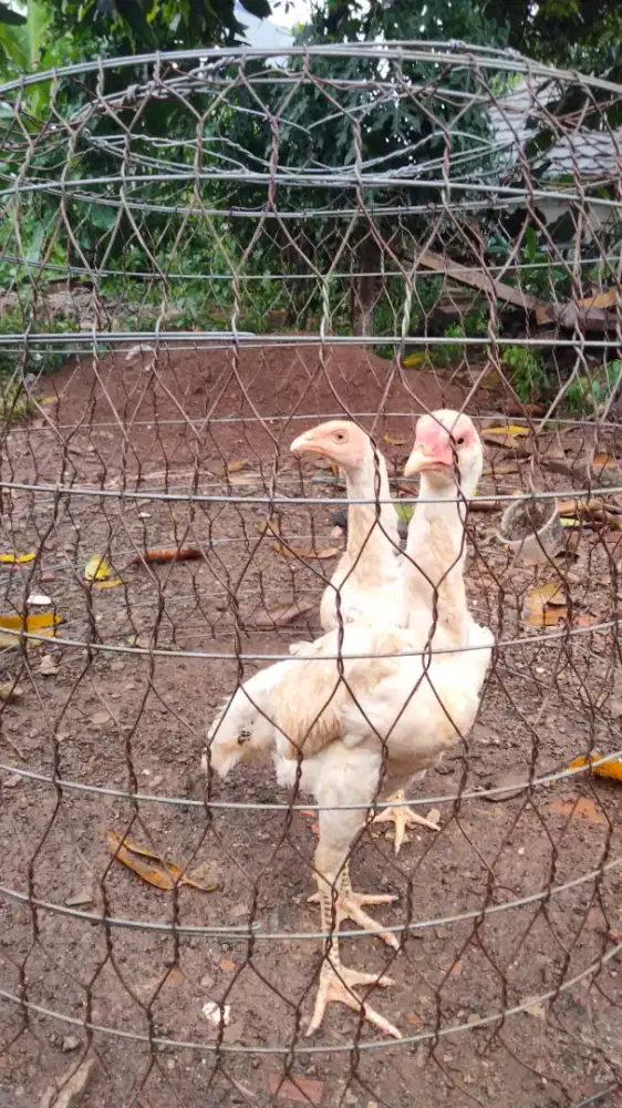 Sepasang Ayam white king golden boy
