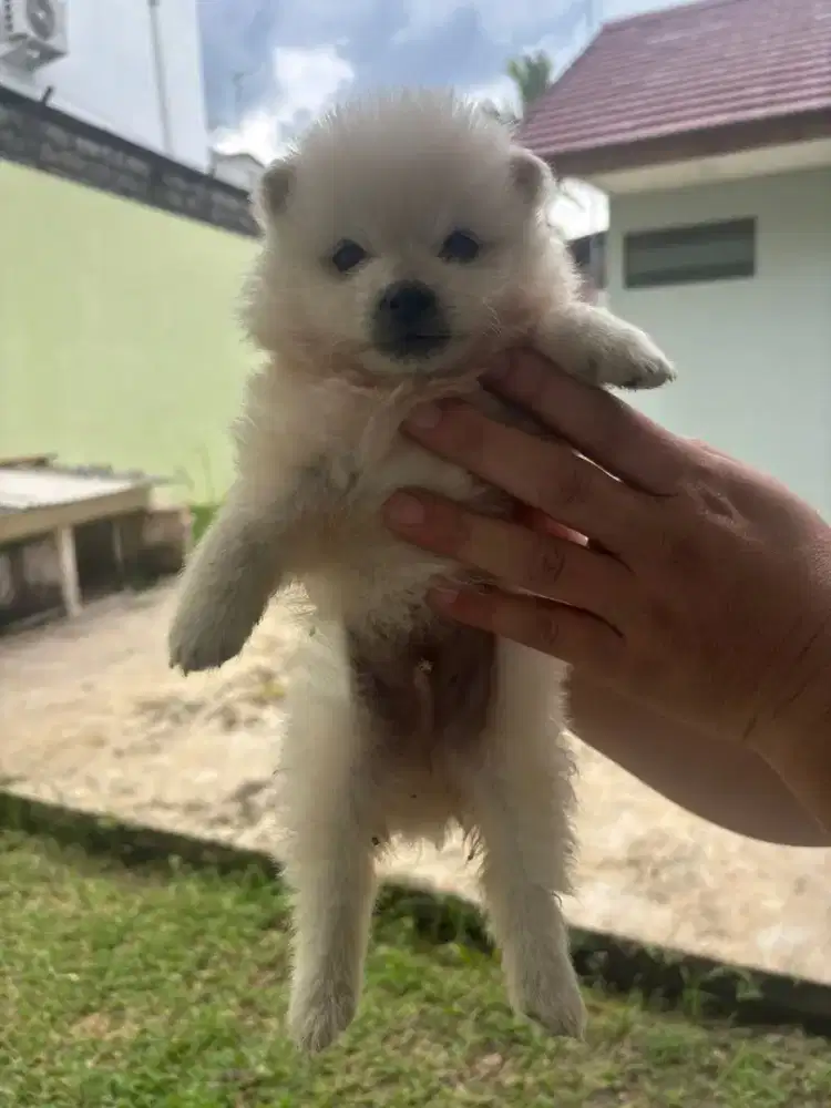 Anakan anjing minipom warna putih lucu imut gemesin