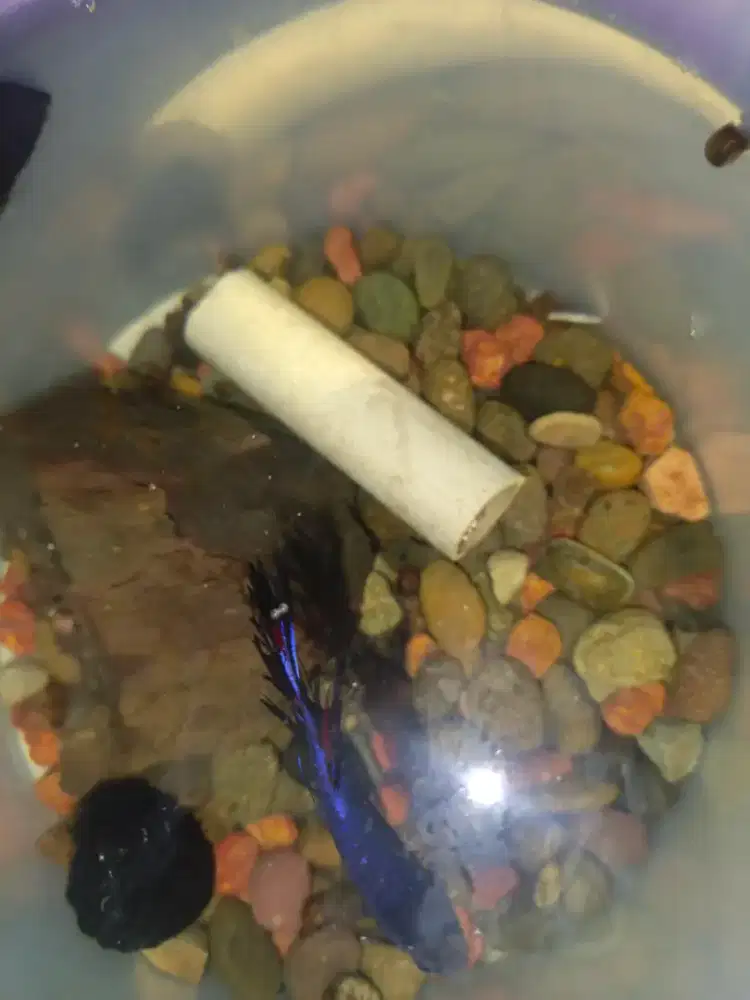 Cupang / Betta crowntail biru gelap