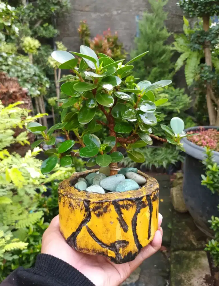 Bonsai dollar micro buat hiasan rumah