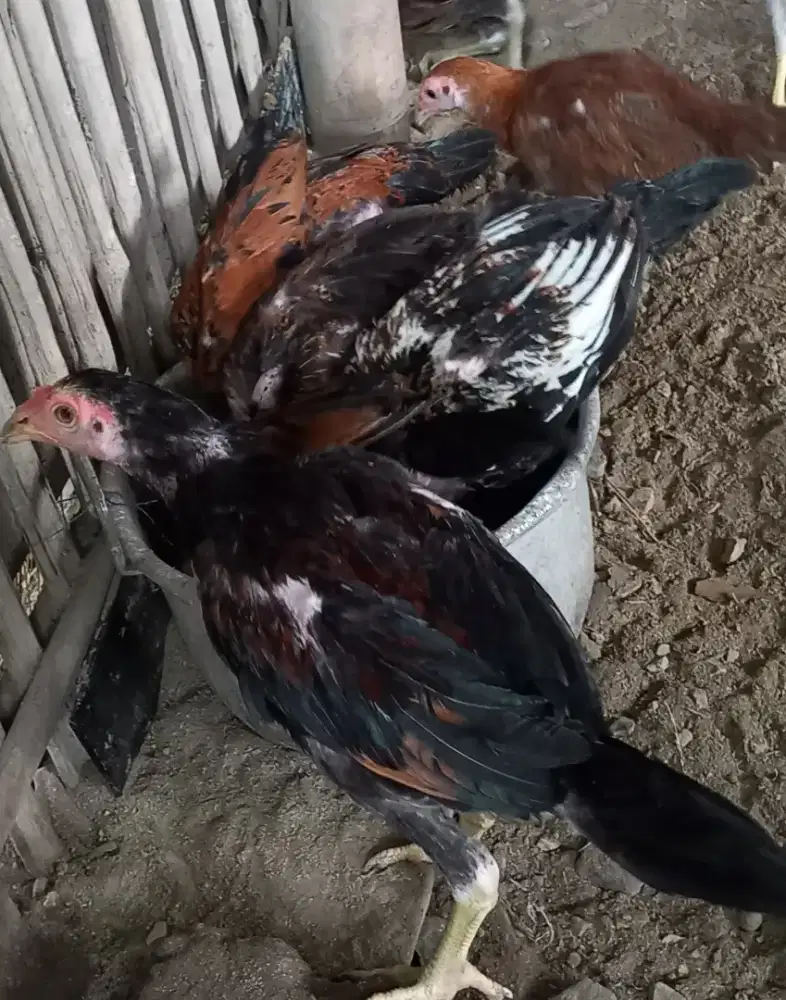 Ayam mangon jantan dan betina 8 ekor umur 3 bulan.