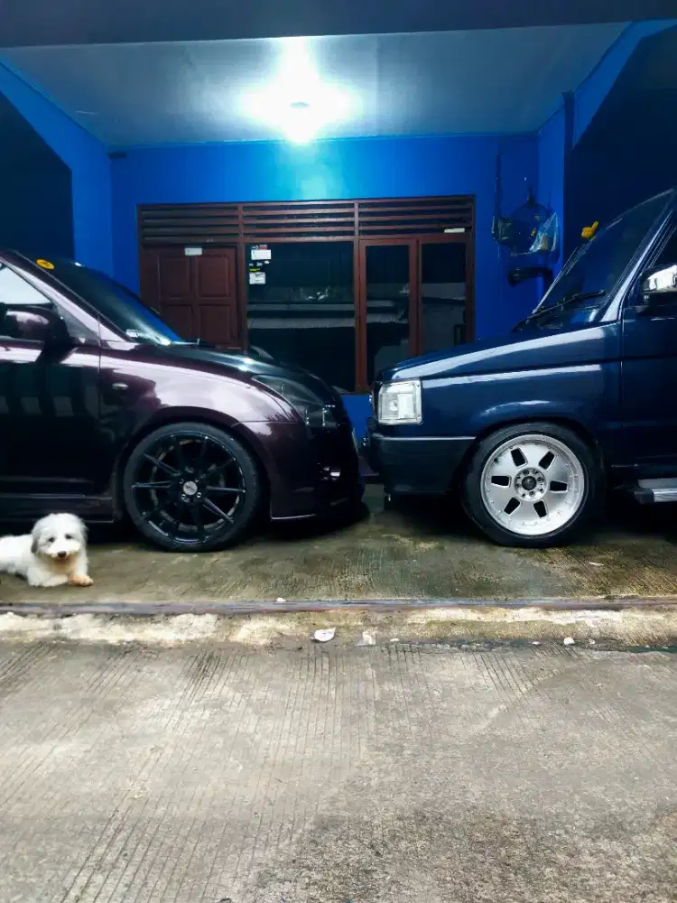 Anjing shih tzu jantan kosongan