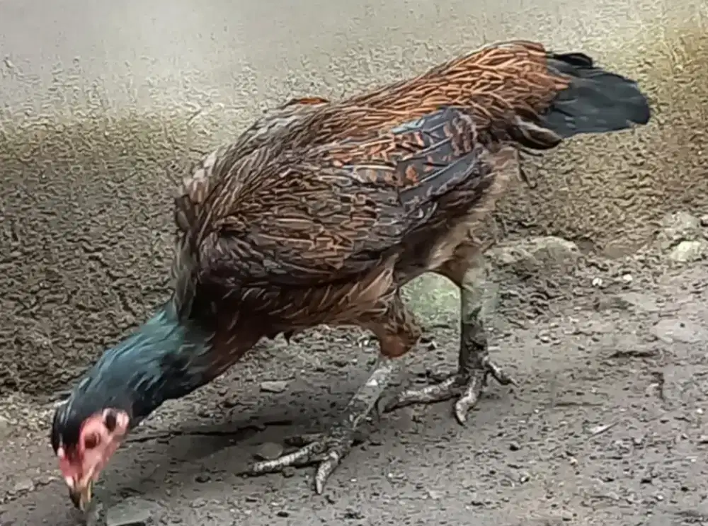 Ayam mangon betina umur 7 bulan