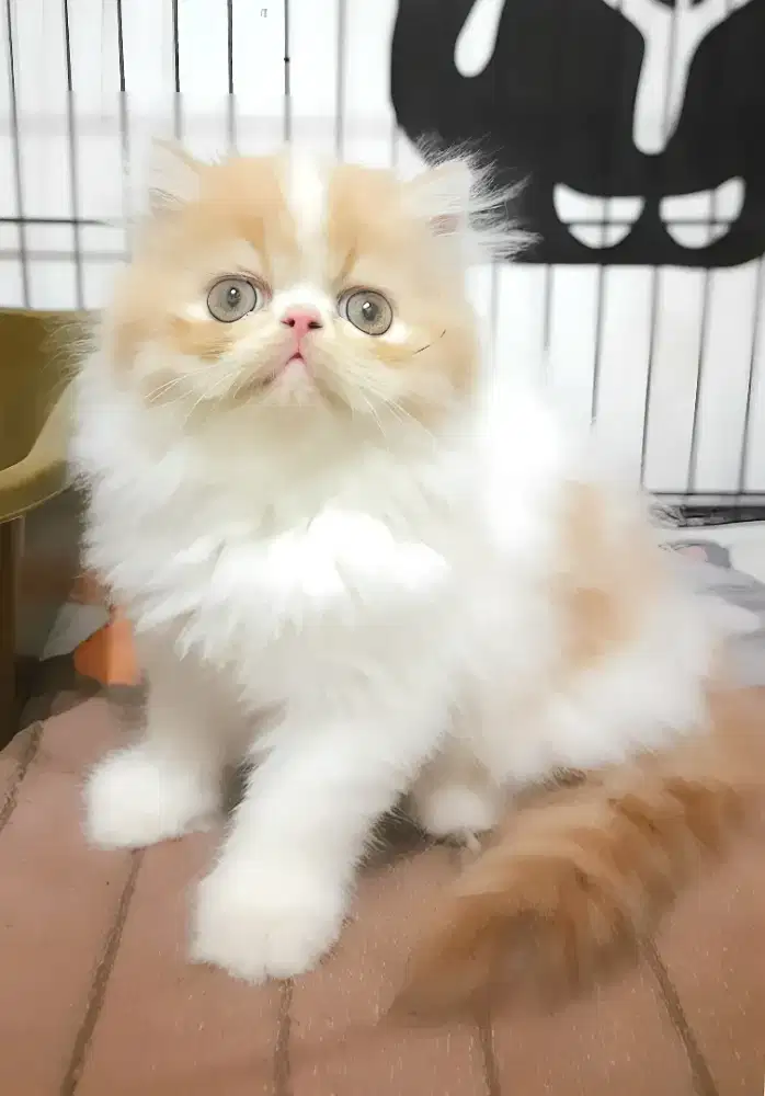 Persia peaknose jantan