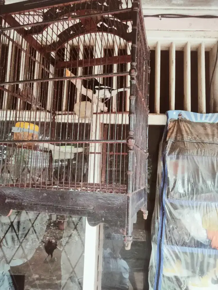 Burung Kacer muda Dada putih sudah ngeplong