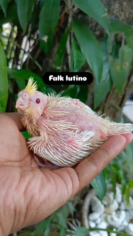 Anakan Falk atau Parkit Australia