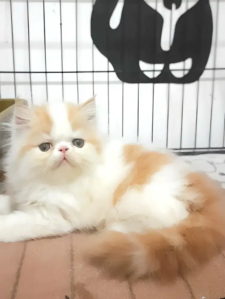 Persia Peaknose jantan