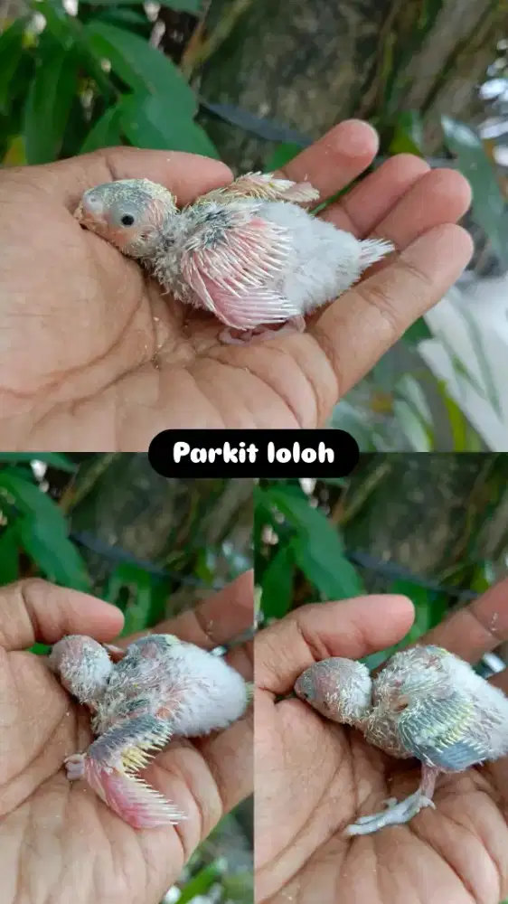 Anakan parkit lokal