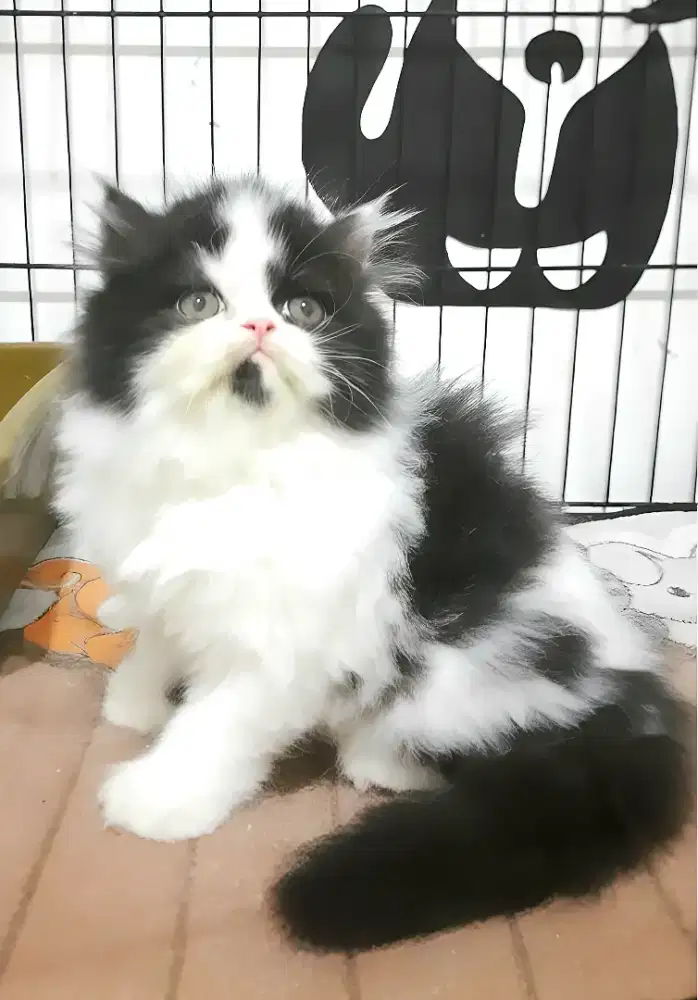 Persia flatnose Jantan